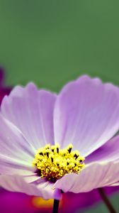 Preview wallpaper flower, pollen, petals, purple, macro