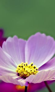 Preview wallpaper flower, pollen, petals, purple, macro