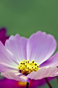 Preview wallpaper flower, pollen, petals, purple, macro