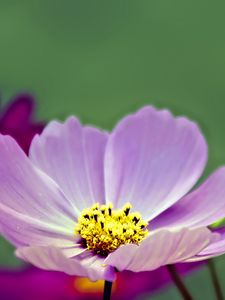 Preview wallpaper flower, pollen, petals, purple, macro