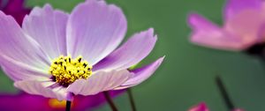 Preview wallpaper flower, pollen, petals, purple, macro