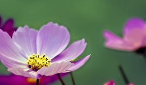 Preview wallpaper flower, pollen, petals, purple, macro