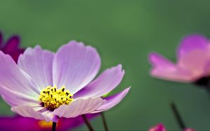 Preview wallpaper flower, pollen, petals, purple, macro