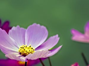 Preview wallpaper flower, pollen, petals, purple, macro