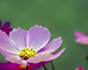 Preview wallpaper flower, pollen, petals, purple, macro