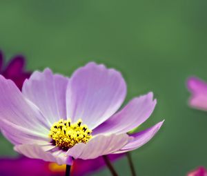 Preview wallpaper flower, pollen, petals, purple, macro