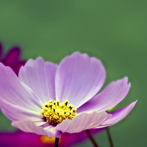 Preview wallpaper flower, pollen, petals, purple, macro