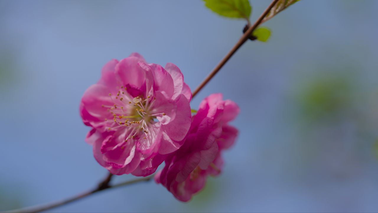 Wallpaper flower, pollen, petals, macro, pink