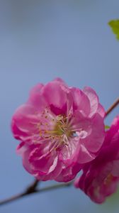 Preview wallpaper flower, pollen, petals, macro, pink