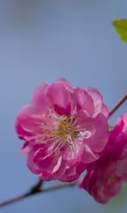 Preview wallpaper flower, pollen, petals, macro, pink