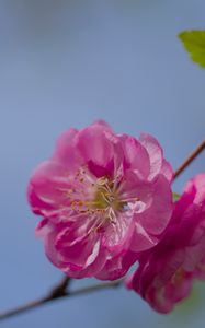 Preview wallpaper flower, pollen, petals, macro, pink