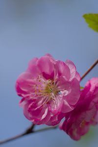 Preview wallpaper flower, pollen, petals, macro, pink