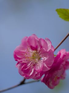 Preview wallpaper flower, pollen, petals, macro, pink