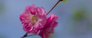 Preview wallpaper flower, pollen, petals, macro, pink