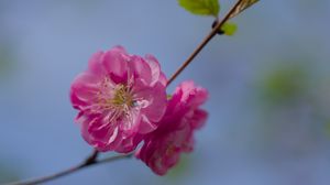 Preview wallpaper flower, pollen, petals, macro, pink