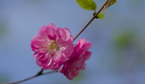 Preview wallpaper flower, pollen, petals, macro, pink