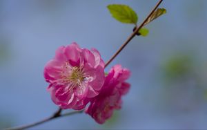 Preview wallpaper flower, pollen, petals, macro, pink