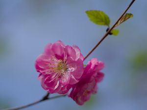 Preview wallpaper flower, pollen, petals, macro, pink