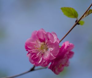 Preview wallpaper flower, pollen, petals, macro, pink