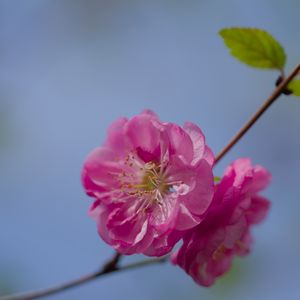 Preview wallpaper flower, pollen, petals, macro, pink