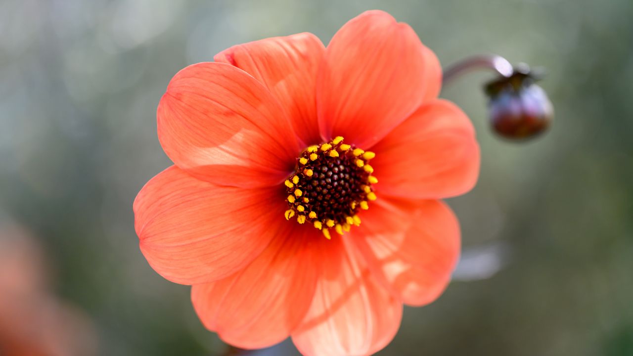 Wallpaper flower, pollen, petals, plant