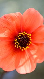 Preview wallpaper flower, pollen, petals, plant