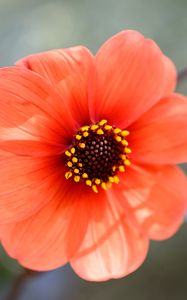Preview wallpaper flower, pollen, petals, plant
