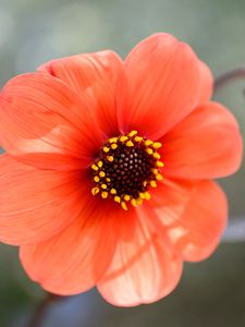 Preview wallpaper flower, pollen, petals, plant