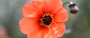 Preview wallpaper flower, pollen, petals, plant