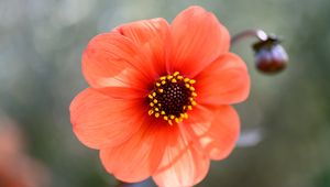 Preview wallpaper flower, pollen, petals, plant
