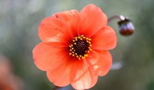 Preview wallpaper flower, pollen, petals, plant