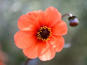 Preview wallpaper flower, pollen, petals, plant