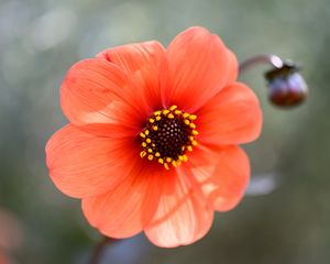 Preview wallpaper flower, pollen, petals, plant