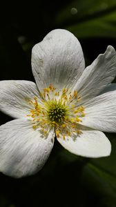 Preview wallpaper flower, pollen, petals, macro, white, green