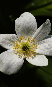 Preview wallpaper flower, pollen, petals, macro, white, green