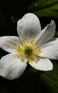 Preview wallpaper flower, pollen, petals, macro, white, green