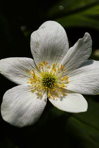 Preview wallpaper flower, pollen, petals, macro, white, green