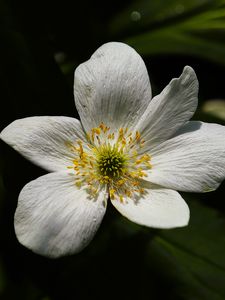 Preview wallpaper flower, pollen, petals, macro, white, green
