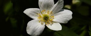 Preview wallpaper flower, pollen, petals, macro, white, green