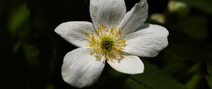 Preview wallpaper flower, pollen, petals, macro, white, green