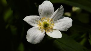 Preview wallpaper flower, pollen, petals, macro, white, green