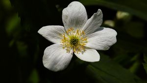 Preview wallpaper flower, pollen, petals, macro, white, green
