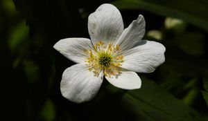 Preview wallpaper flower, pollen, petals, macro, white, green