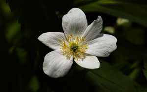 Preview wallpaper flower, pollen, petals, macro, white, green
