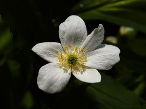 Preview wallpaper flower, pollen, petals, macro, white, green