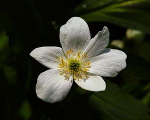 Preview wallpaper flower, pollen, petals, macro, white, green