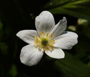 Preview wallpaper flower, pollen, petals, macro, white, green