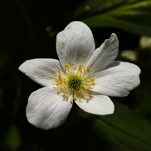 Preview wallpaper flower, pollen, petals, macro, white, green