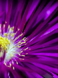 Preview wallpaper flower, pollen, petals