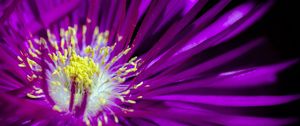 Preview wallpaper flower, pollen, petals